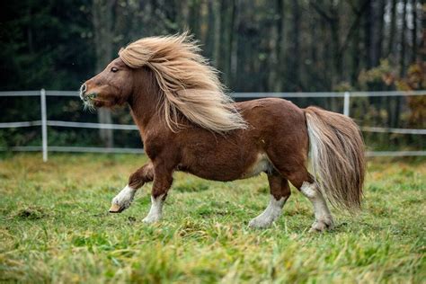 Horsemanship is an intricate form of physical exercise, where the gait can vary from a casual walk to competitive steeplechase. . Pony horse